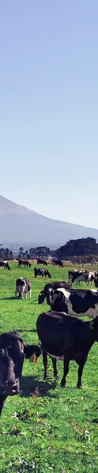 Besteige den Mount Taranaki
